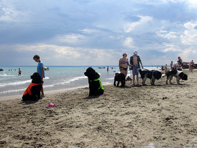 Фото: ньюфаундленд Jenev'ev Garni Ledyen (Женевьев Гарни Ледэн), ньюфаундленд Sent Djons Ulla for Kara Ayular (Сент Джонс Улла для Кара Аюлар), ньюфаундленд Plushevaya Panda Unikalnoe Sokrowischtsche (Плюшевая Панда Уникальное Сокровище)