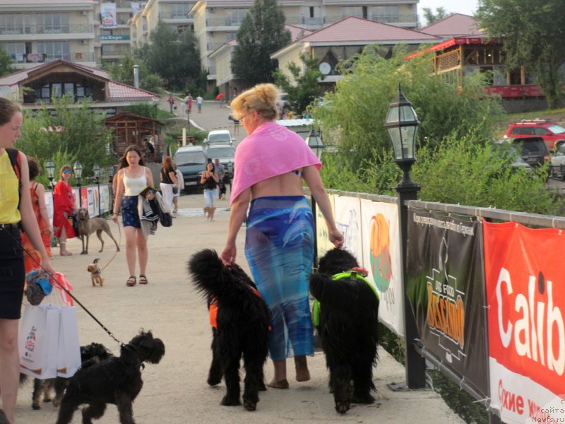 Фото: ньюфаундленд Jenev'ev Garni Ledyen (Женевьев Гарни Ледэн), ньюфаундленд Sent Djons Ulla for Kara Ayular (Сент Джонс Улла для Кара Аюлар)