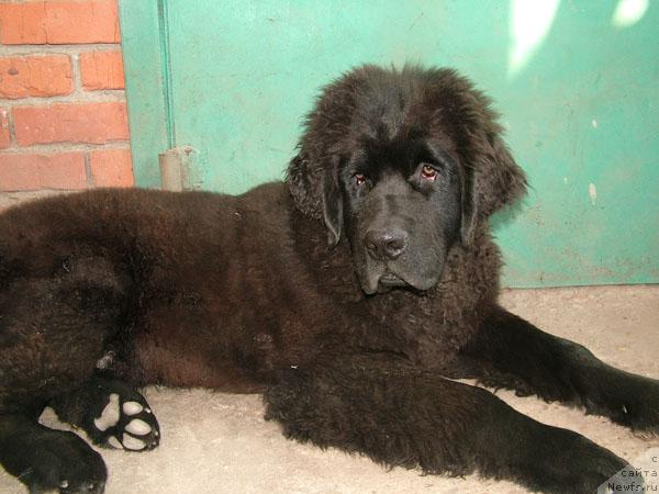 Фото: ньюфаундленд Ryem Ahileus Velikiy (Рэм Ахилеус Великий)