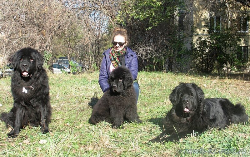 Фото: ньюфаундленд Jenev'ev Garni Ledyen (Женевьев Гарни Ледэн), ньюфаундленд Sent Djons Ulla for Kara Ayular (Сент Джонс Улла для Кара Аюлар), ньюфаундленд Zhustin s Berega Dona (Жюстин с Берега Дона)