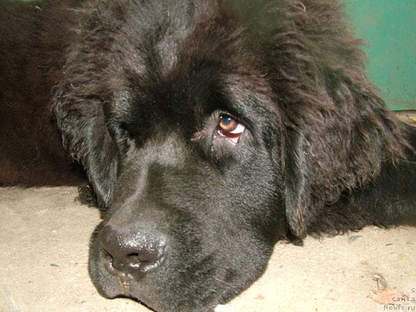 Фото: ньюфаундленд Ryem Ahileus Velikiy (Рэм Ахилеус Великий)