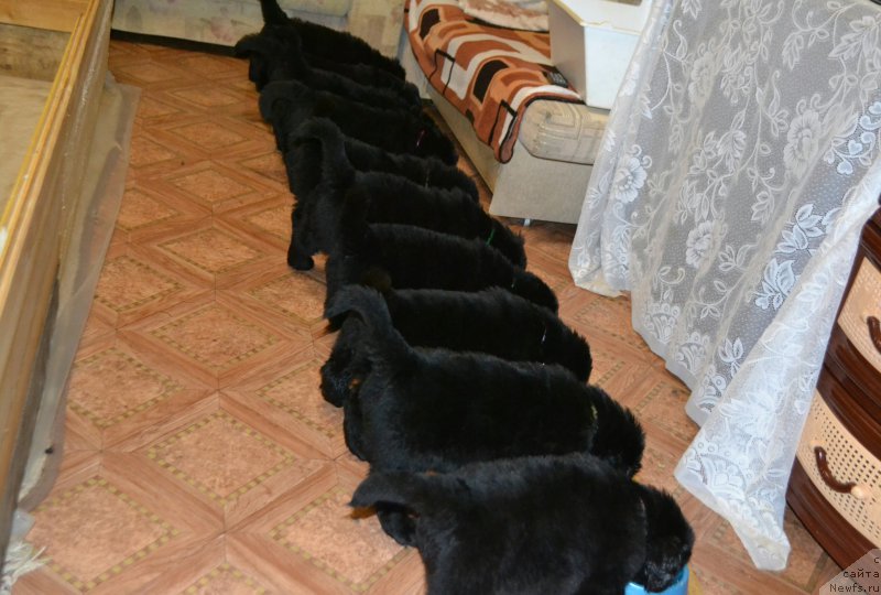 Фото: ньюфаундленд Aquatoriya Kelvin Sharliz (Акватория Келвин Шарлиз), ньюфаундленд Simbad Pokoritel' Morey (Симбад Покоритель Морей)