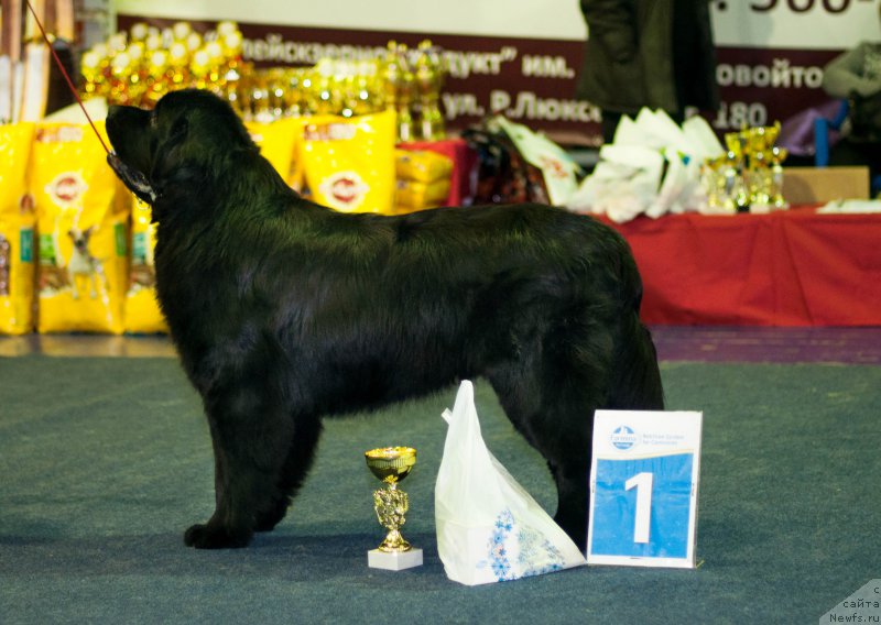 Фотография № 196489