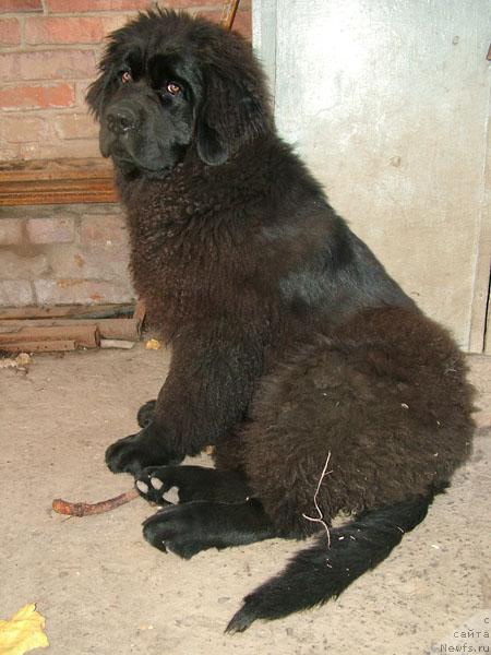 Фото: ньюфаундленд Ryenni Sirenevyiy Tuman (Рэнни Сиреневый Туман)