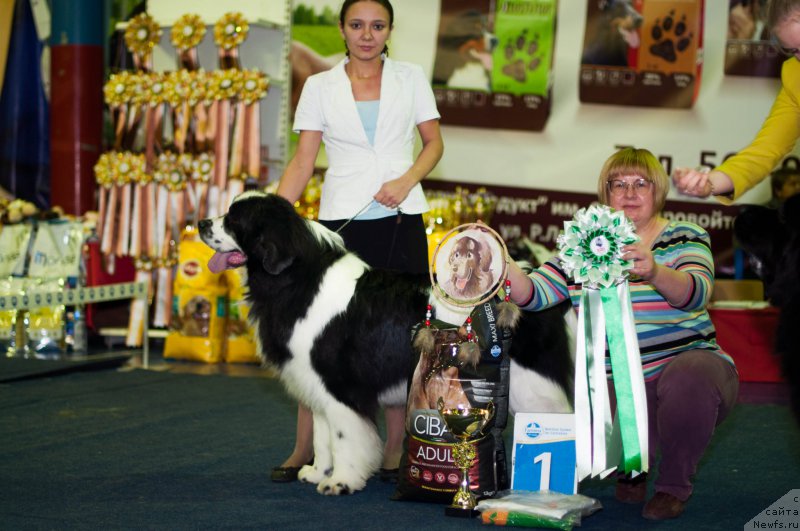 Фото: ньюфаундленд Fluffy Avalanch Surpassing All Expektations (Флюфи Аваланч Сурпассинг Алл Експестатионс)