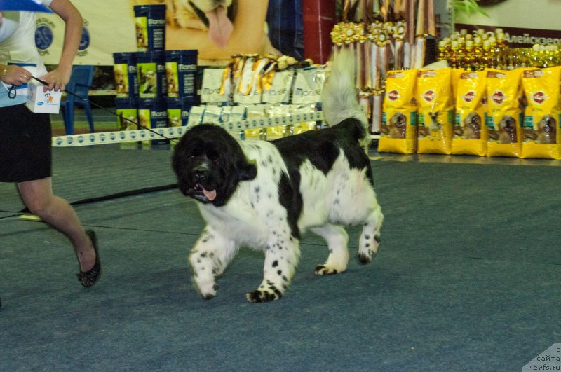 Фото: ньюфаундленд Fluffy Avalanche Civilization (Флюфи Аваланч Цивилизация)