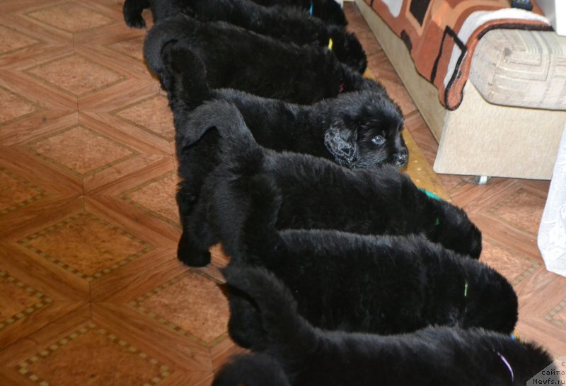 Фото: ньюфаундленд Aquatoriya Kelvin Sharliz (Акватория Келвин Шарлиз), ньюфаундленд Simbad Pokoritel' Morey (Симбад Покоритель Морей)