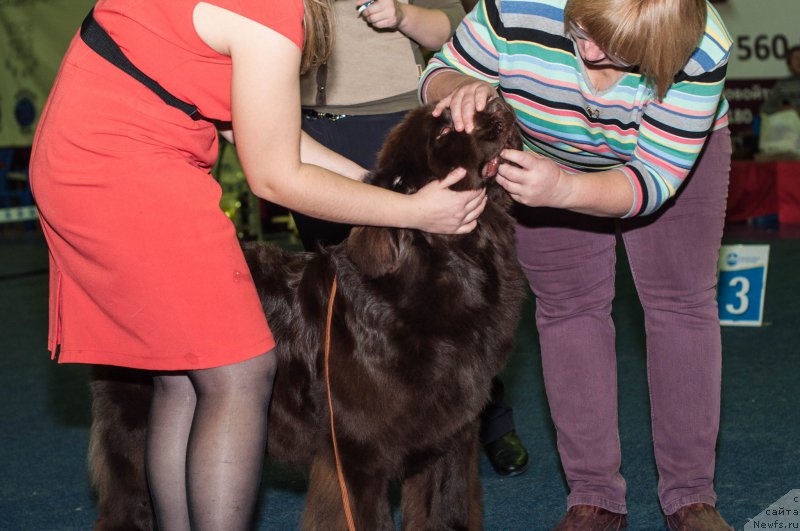 Фото: ньюфаундленд Volna Baykala dlya Arkaima (Волна Байкала для Аркаима)