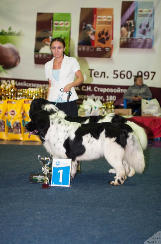 Фото: ньюфаундленд Fluffy Avalanch Surpassing All Expektations (Флюфи Аваланч Сурпассинг Алл Експестатионс), ньюфаундленд Fluffy Avalanche Civilization (Флюфи Аваланч Цивилизация)