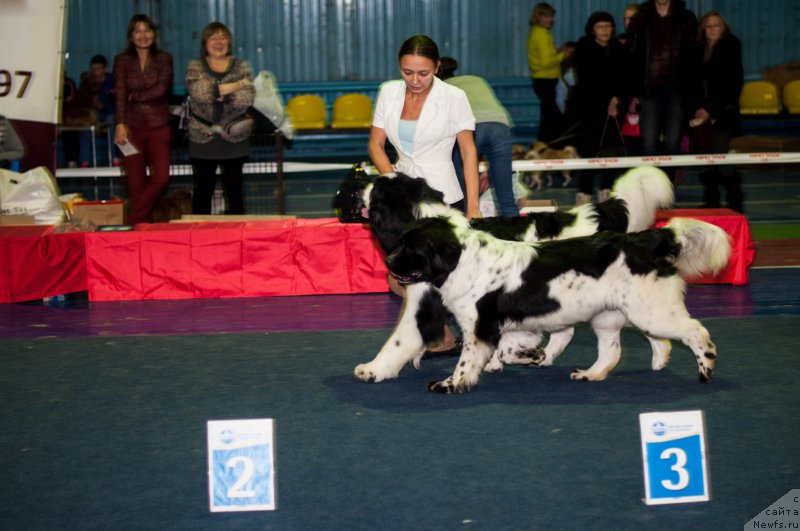 Фото: ньюфаундленд Fluffy Avalanch Surpassing All Expektations (Флюфи Аваланч Сурпассинг Алл Експестатионс), ньюфаундленд Fluffy Avalanche Civilization (Флюфи Аваланч Цивилизация)
