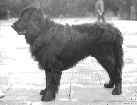 Фото: ньюфаундленд YUkon (Юкон)