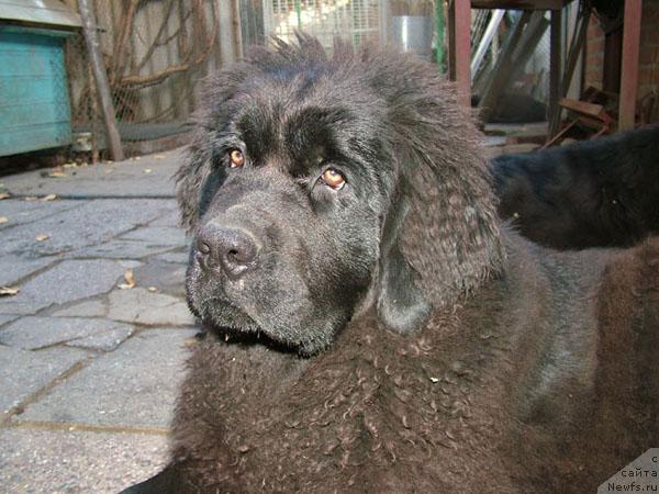 Фото: ньюфаундленд Ryenni Sirenevyiy Tuman (Рэнни Сиреневый Туман)