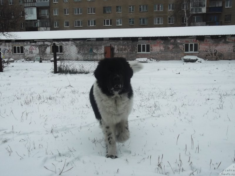 Фото: ньюфаундленд Gordon Ing'l Perikl'z from Rashn Bear (Гордон Инг'л Перикльз фром Рашн Беар)