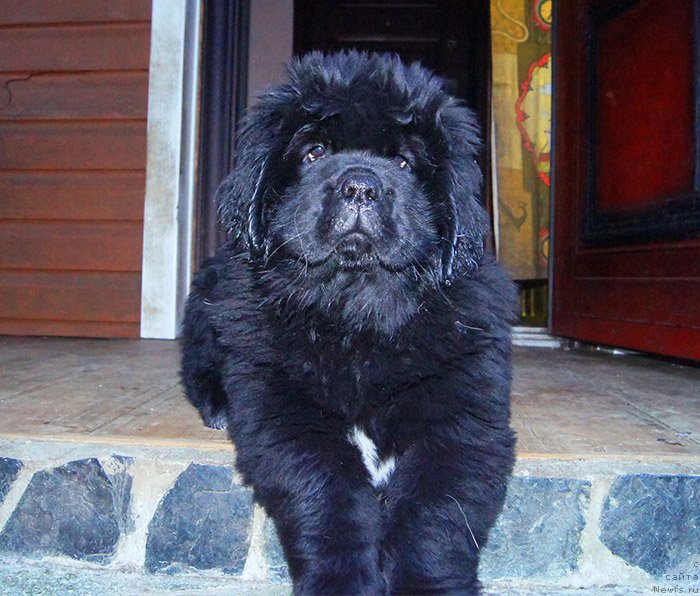 Фото: ньюфаундленд Super Bizon Ollisiya (Супер Бизон Оллисия)