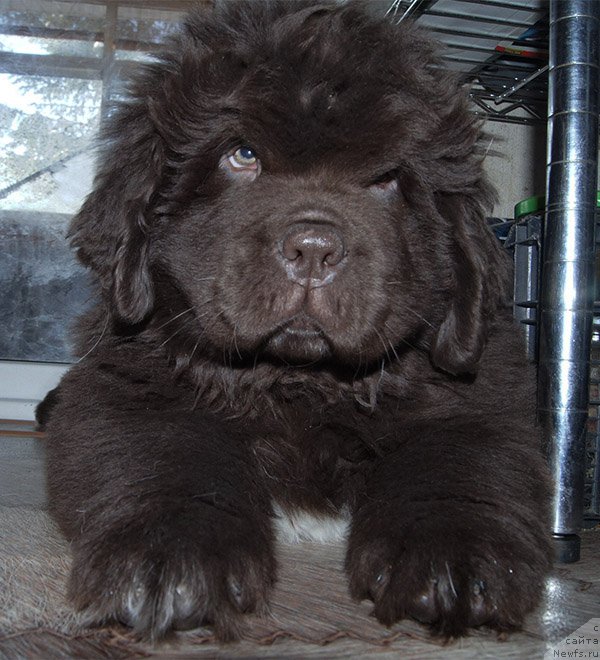 Фото: ньюфаундленд Super Bizon Otis Tobias (Супер Бизон Отис Тобиас)