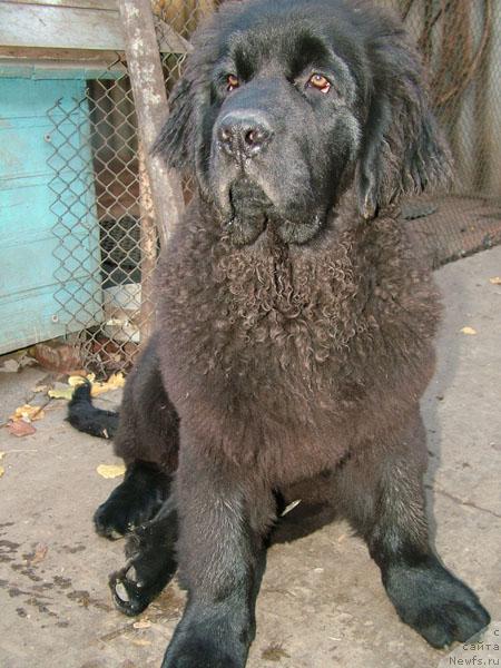 Фото: ньюфаундленд Renina Solnechnyiy Zaychik (Ренина Солнечный Зайчик)