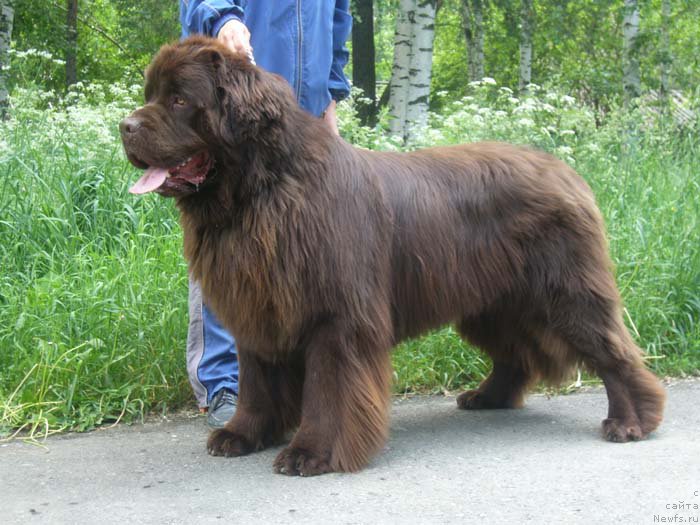 Фото: ньюфаундленд Newf Mermaid Denver