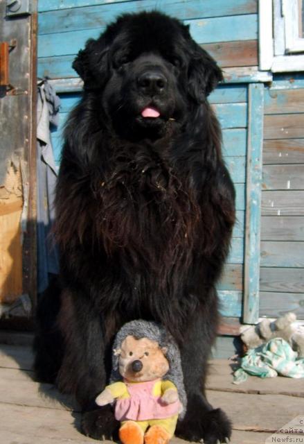 Фото: ньюфаундленд Centavr (Центавр)