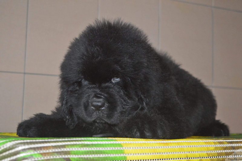 Фотография № 196534