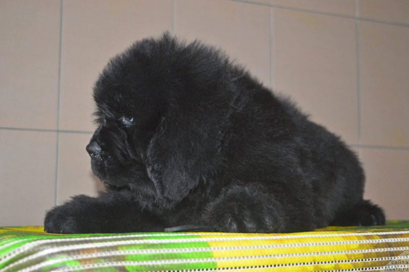 Фотография № 196535