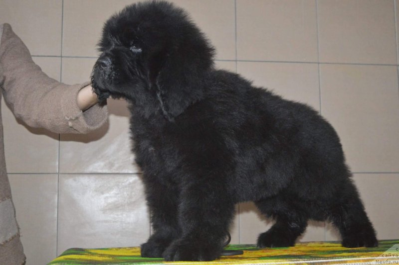 Фотография № 196536