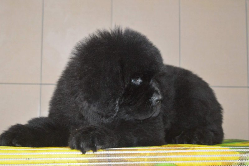 Фотография № 196537