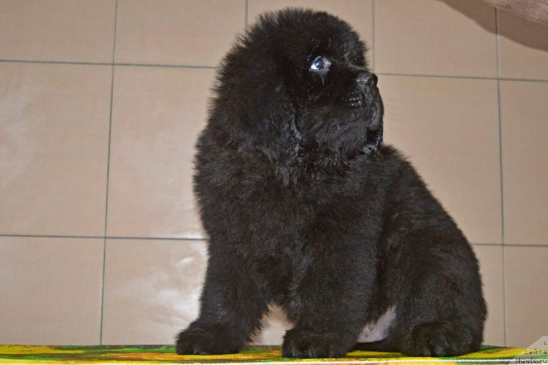 Фотография № 196538