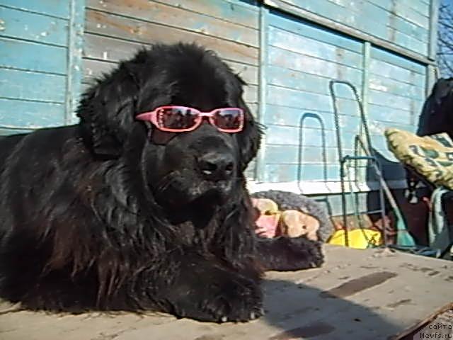 Фото: ньюфаундленд Centavr (Центавр)