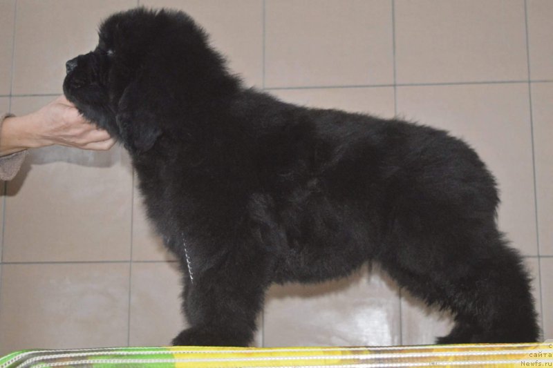 Фотография № 196540