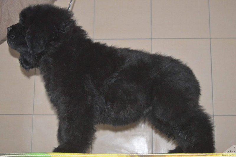 Фотография № 196541