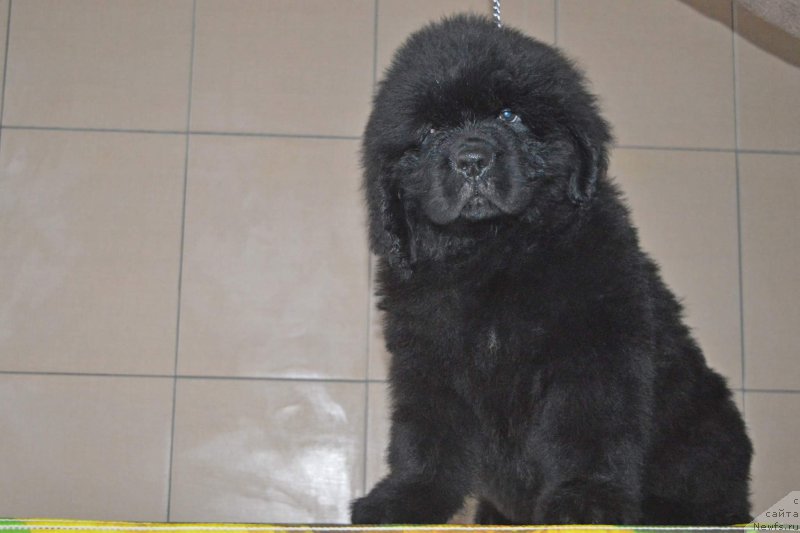 Фотография № 196542