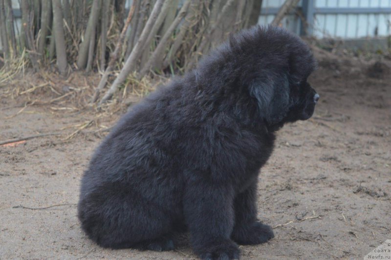 Фотография № 196545