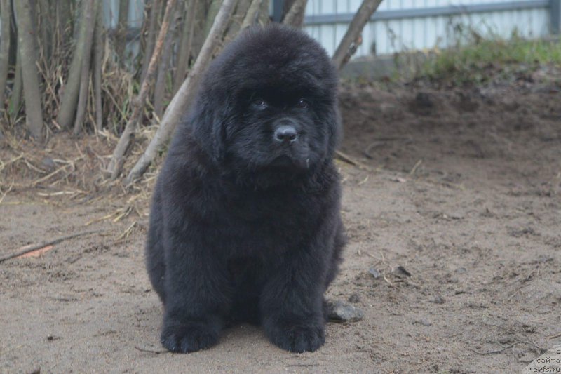 Фотография № 196546