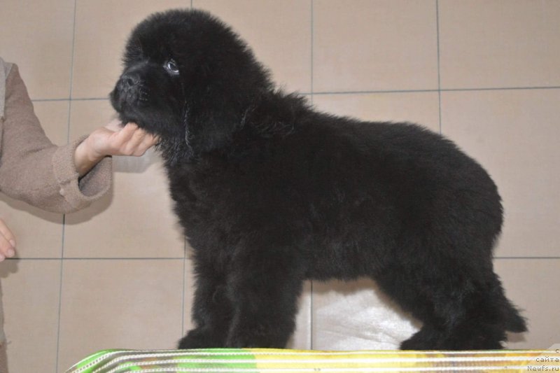 Фотография № 196547