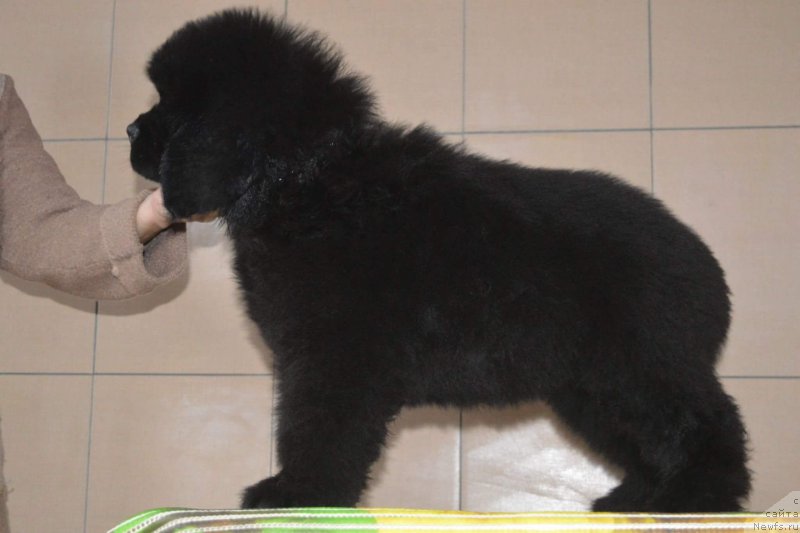 Фотография № 196548