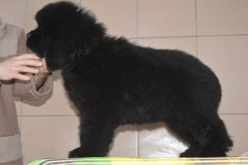 Фотография № 196549