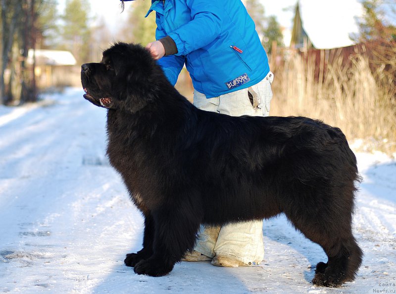 Фото: ньюфаундленд Mississippi-Missouri Such a Great Boy