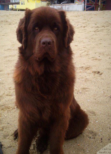 Фото: ньюфаундленд Brownblood MSK Happy Teddy (Браунблад МСК Хэппи Тедди)