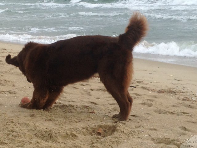 Фото: ньюфаундленд Brownblood MSK Happy Teddy (Браунблад МСК Хэппи Тедди)