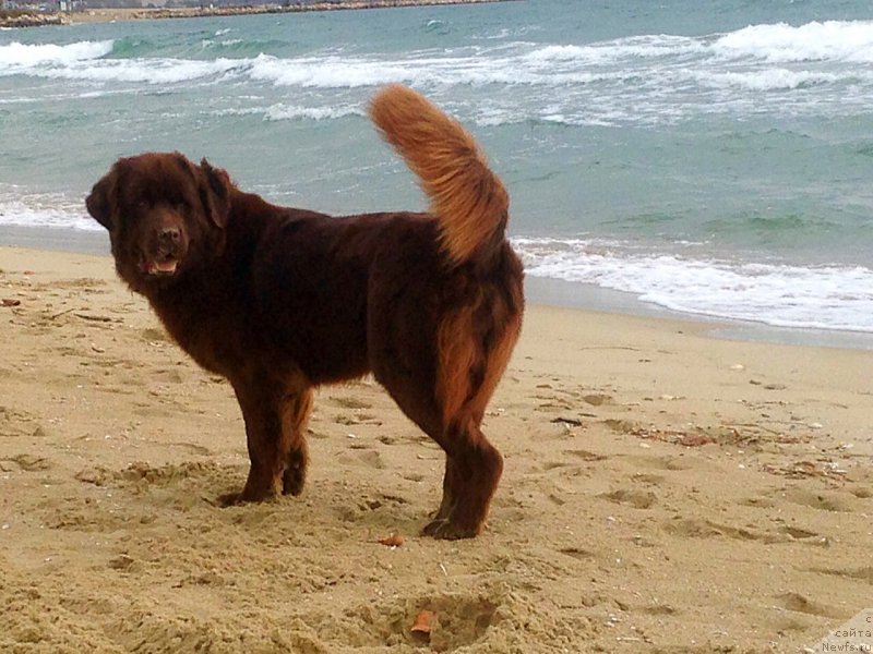 Фото: ньюфаундленд Brownblood MSK Happy Teddy (Браунблад МСК Хэппи Тедди)