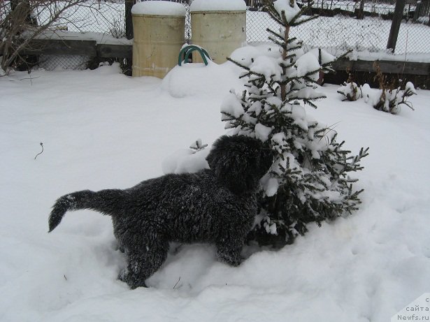 Фото: ньюфаундленд S'Nejnaya V'yuga Big Rashshen Boss (С'Нежная Вьюга Биг Рашшен Босс)