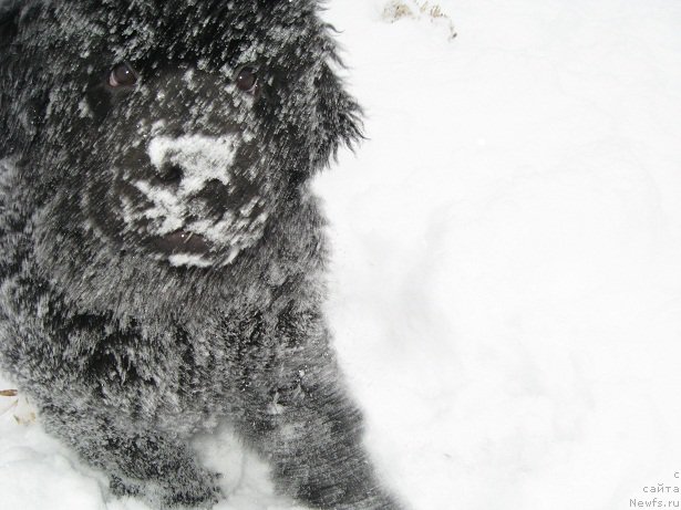 Фото: ньюфаундленд S'Nejnaya V'yuga Big Rashshen Boss (С'Нежная Вьюга Биг Рашшен Босс)