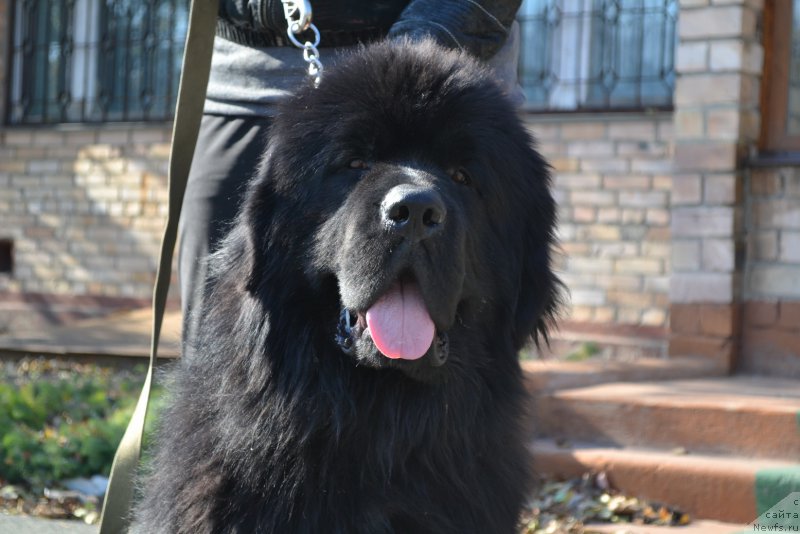 Фото: ньюфаундленд Neapol' ot Laskovogo Del'fina (Неаполь от Ласкового Дельфина)