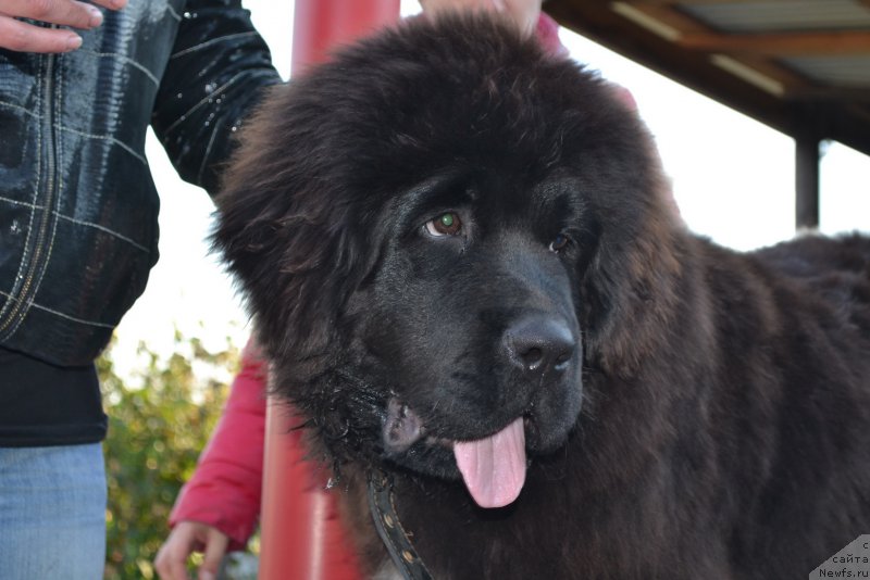 Фото: ньюфаундленд Rafayel' Rokot Priboya (Рафаэль Рокот Прибоя)