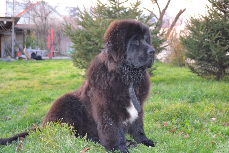 Фото: ньюфаундленд Rafayel' Rokot Priboya (Рафаэль Рокот Прибоя)