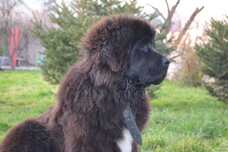 Фото: ньюфаундленд Rafayel' Rokot Priboya (Рафаэль Рокот Прибоя)