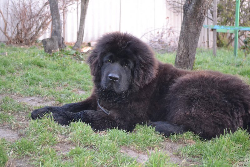 Фото: ньюфаундленд Rafayel' Rokot Priboya (Рафаэль Рокот Прибоя)