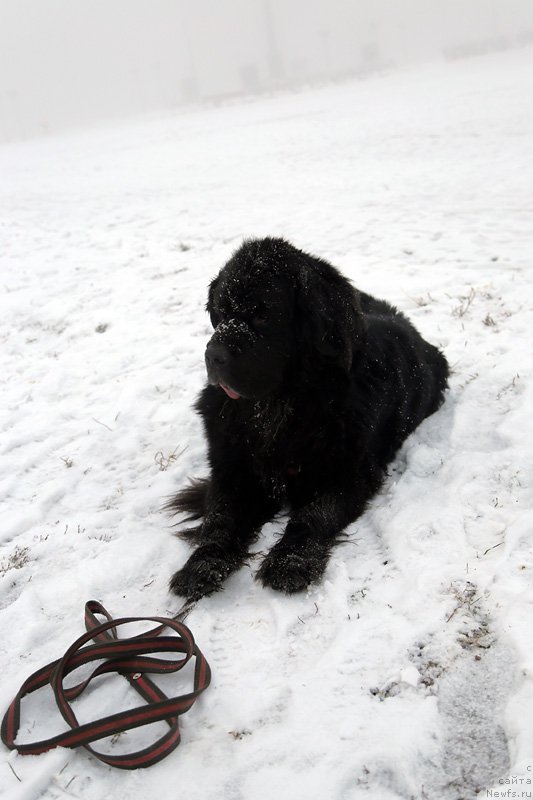 Фото: Гастон де Фуа