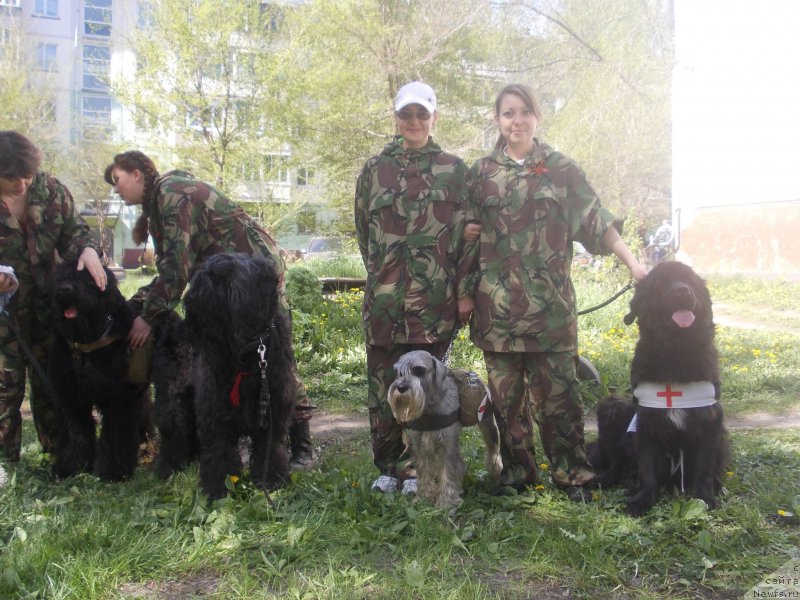 Фото: ньюфаундленд Fiamettahauz Severnaya Korona (Фиаметтахауз Северная Корона)