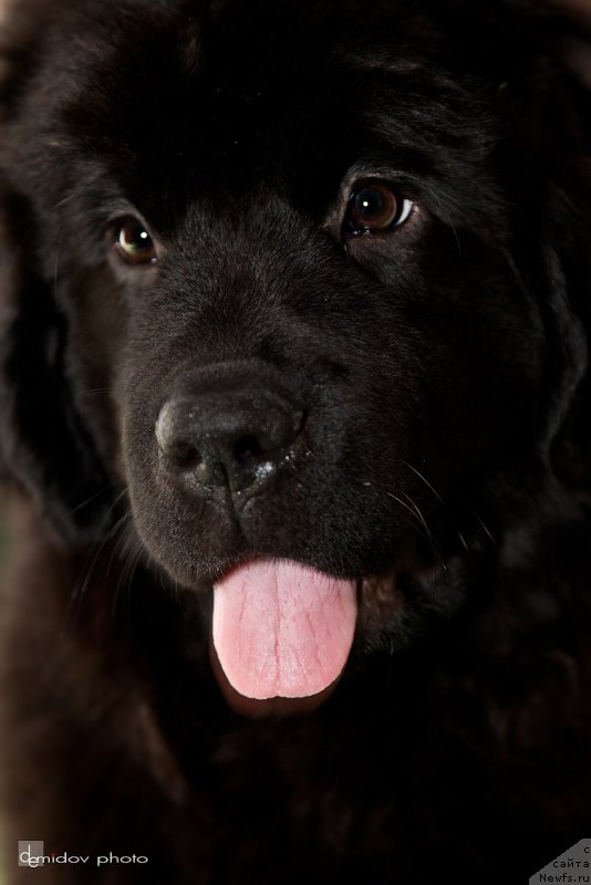 Фото: ньюфаундленд Belkonder-Club Bianca Marussia (Белкондер-Клаб Бьянка Маруша)